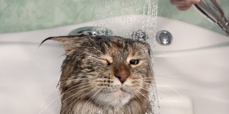 Why are (most) cats afraid of water? Love for animals