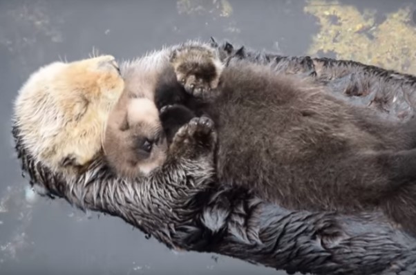 Do you know why sea otters are special? - Love for animals